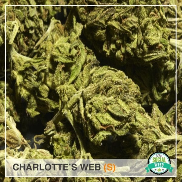 Charlotte's Web CBD Strain - The Social Weed