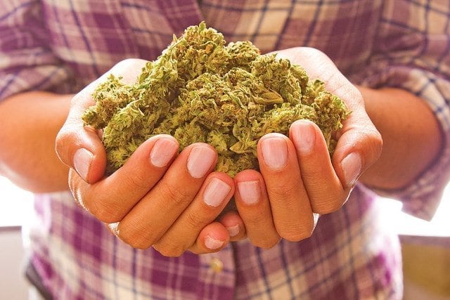 The Social Weed, Best source for all things Cannabis