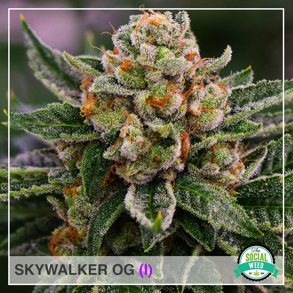 Skywalker OG The Social Weed