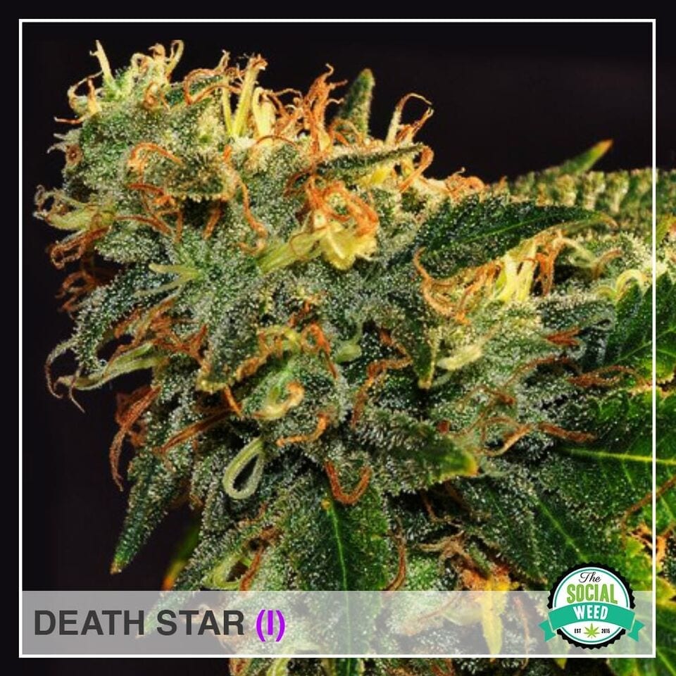 The Social Weed, Best source for all things Cannabis