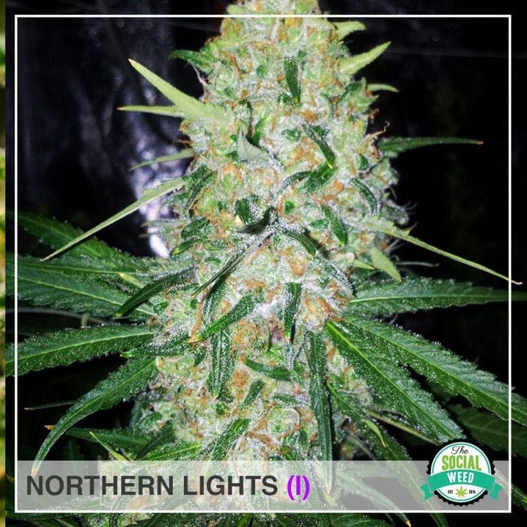 Northern Lights Indica The Social Weed