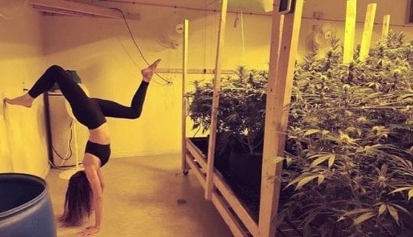 The Social Weed, Best source for all things Cannabis