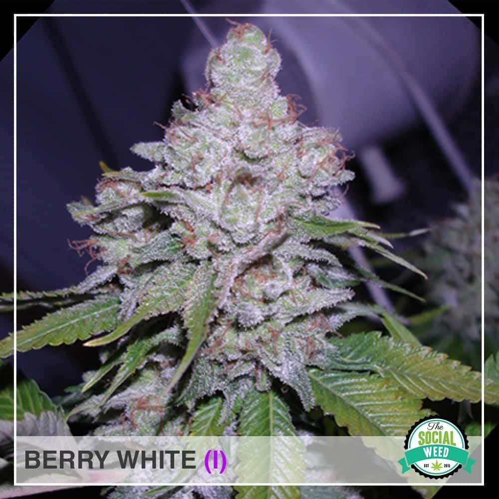 Berry White Indica Starin