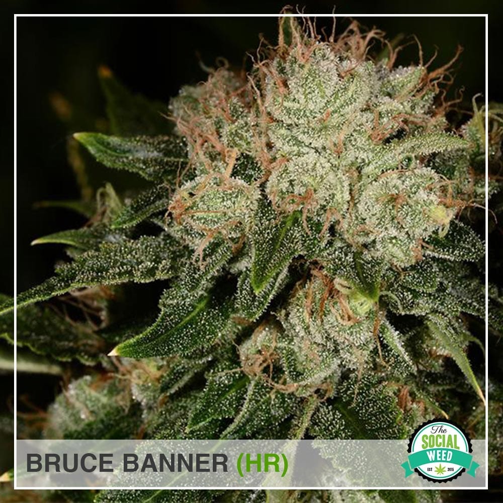 Bruce banner HR