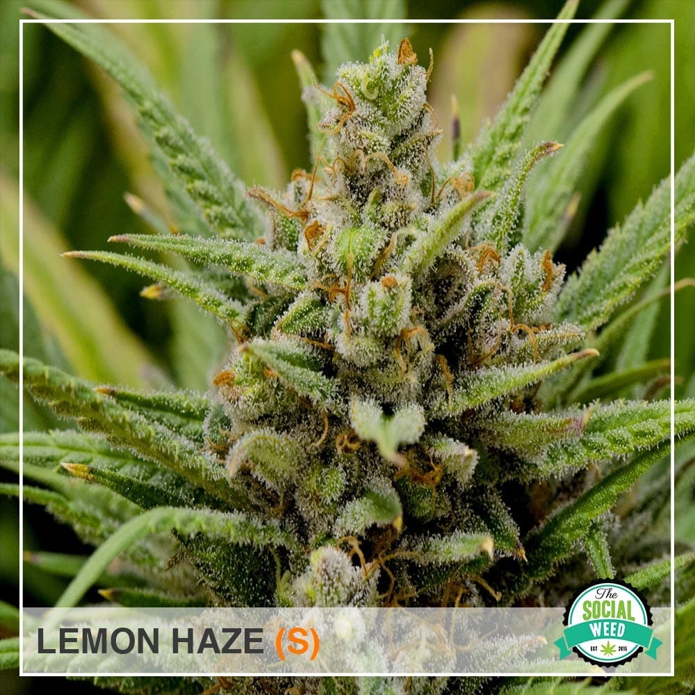 Lemon Haze