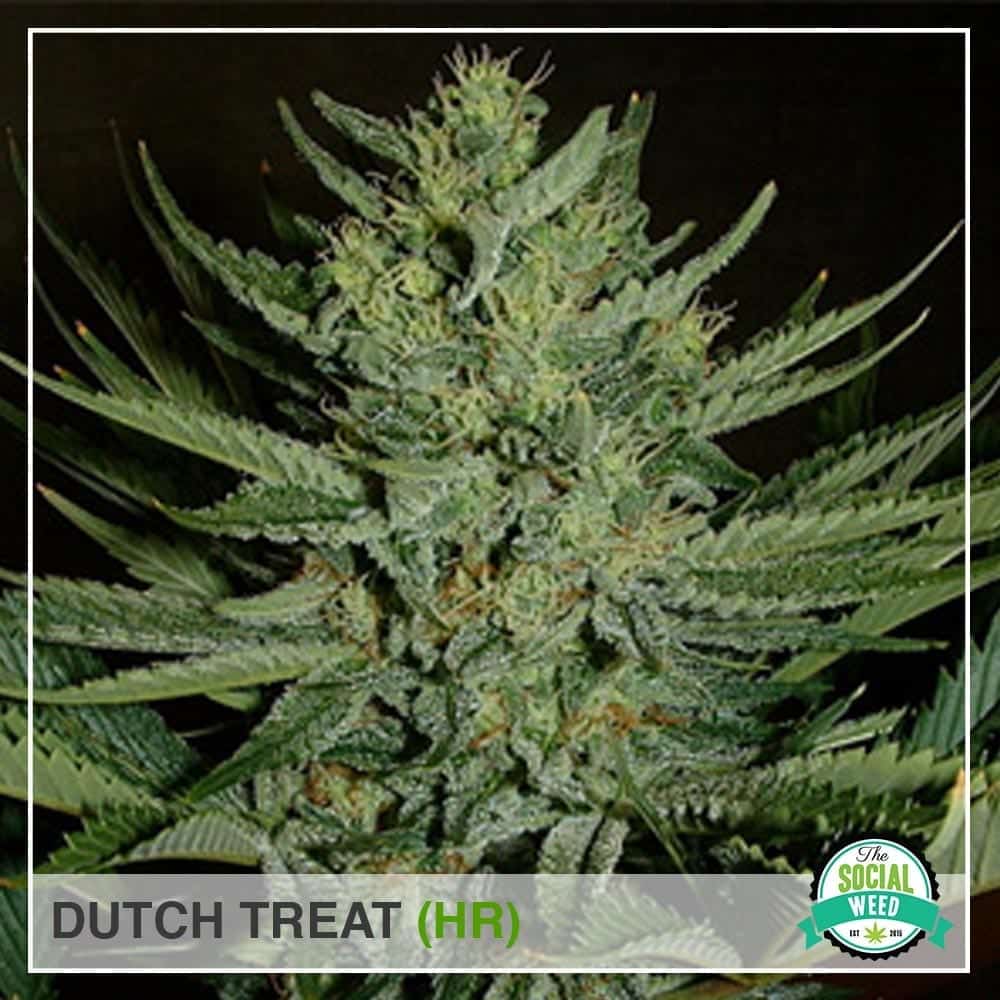 Dutch Treat