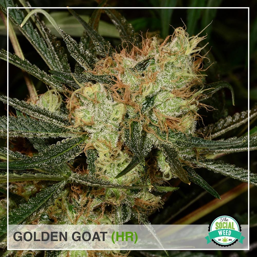 Golden Goat