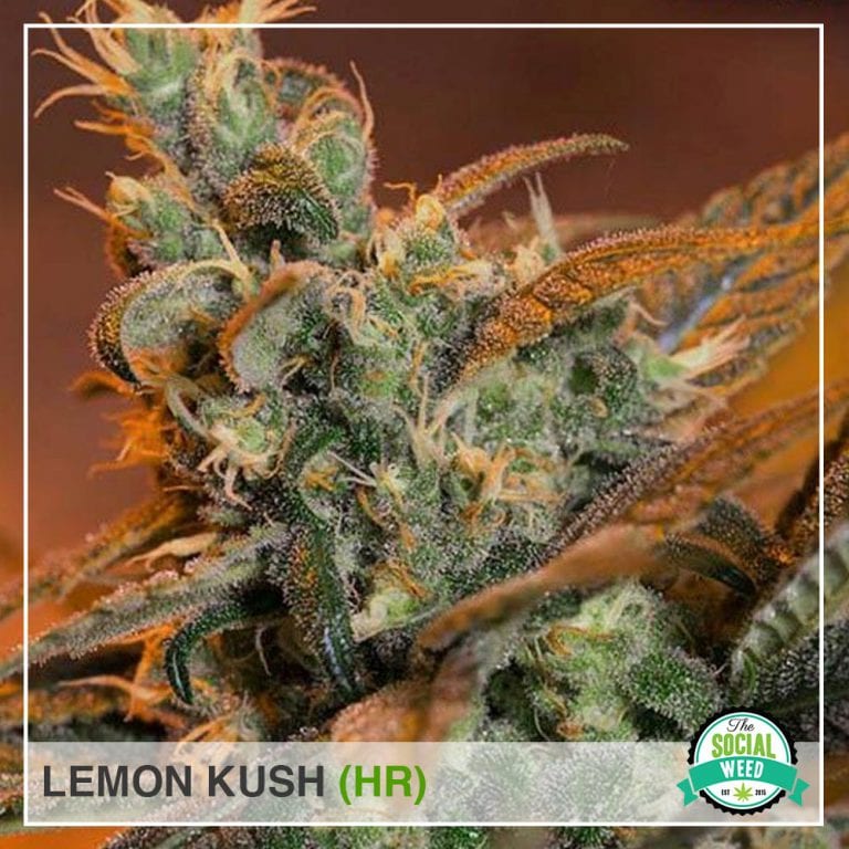 Lemon Kush The Social Weed
