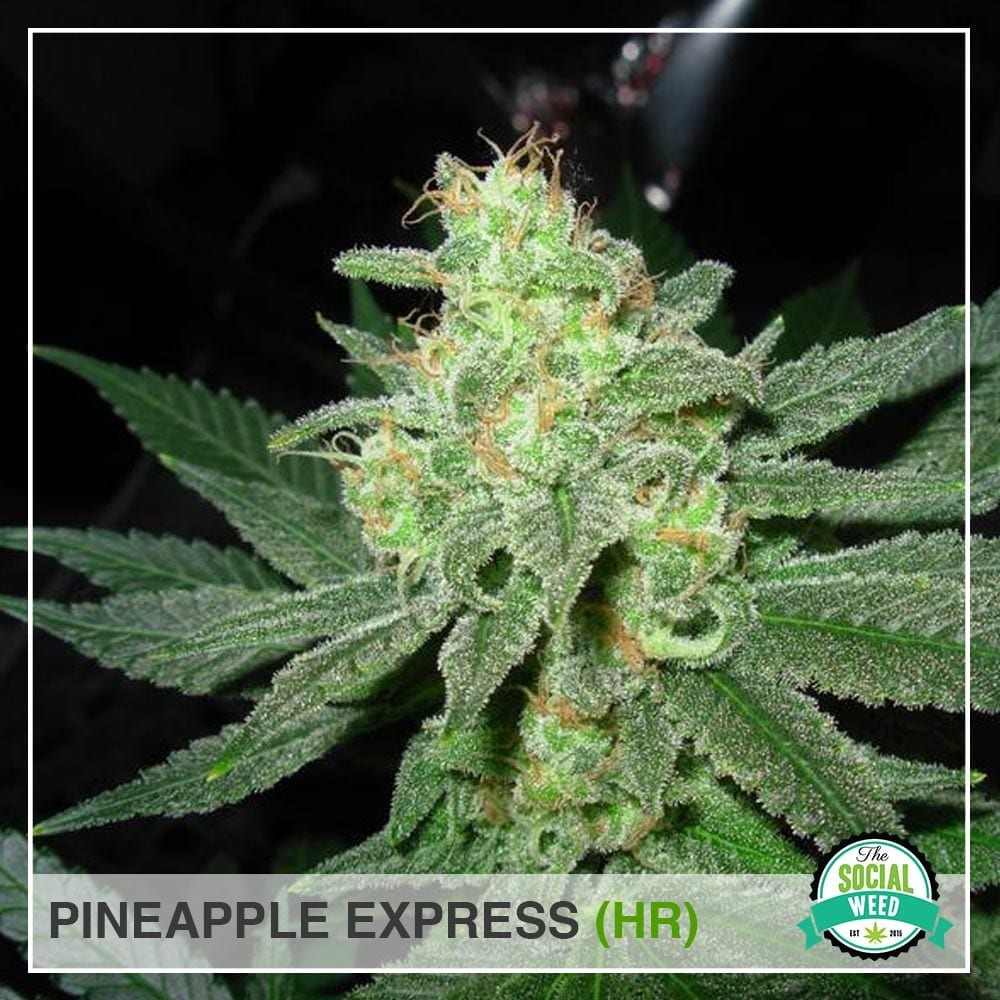 Pineapple Express