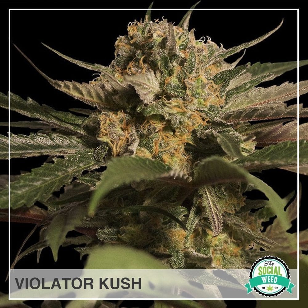 Violator Kush