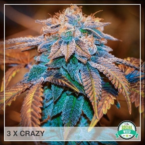 3x Crazy
