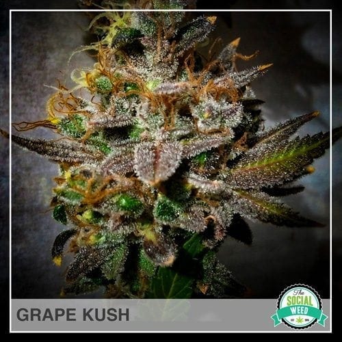 Grape Kush The Social Weed