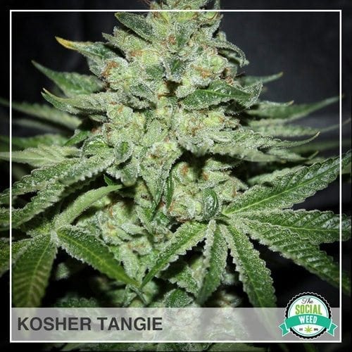 Kosher Tangie