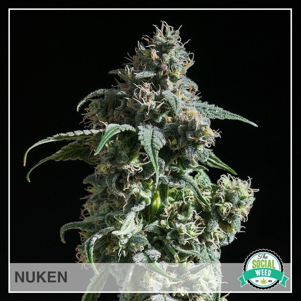 Nuken