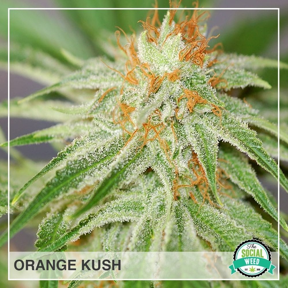 Orange Kush The Social Weed