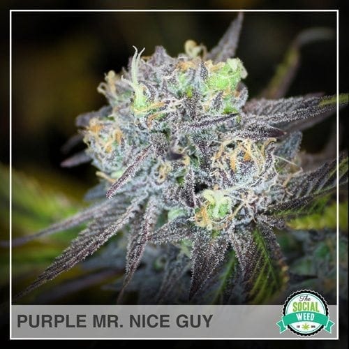 Purple Mr. Nice Guy