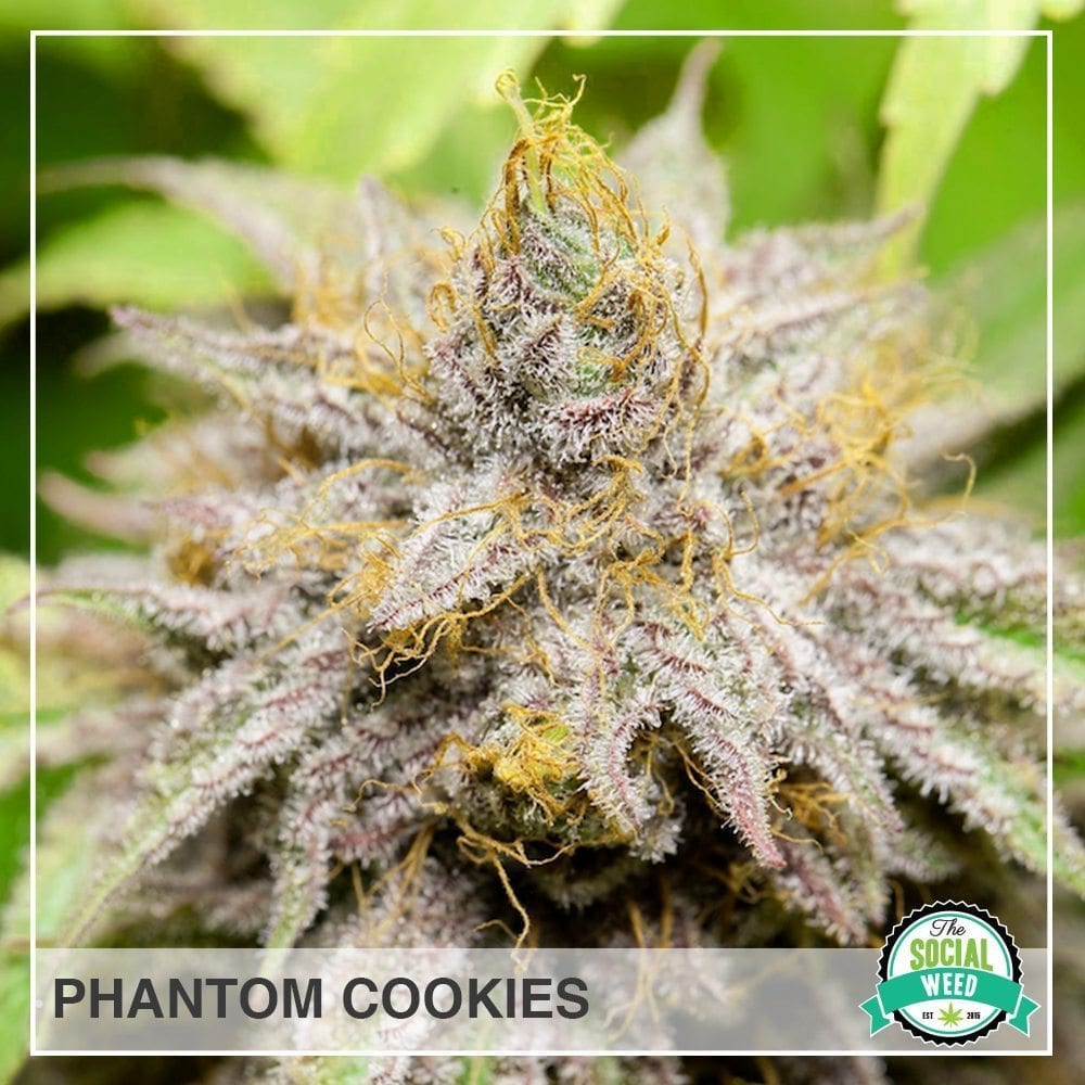 phantom cookies