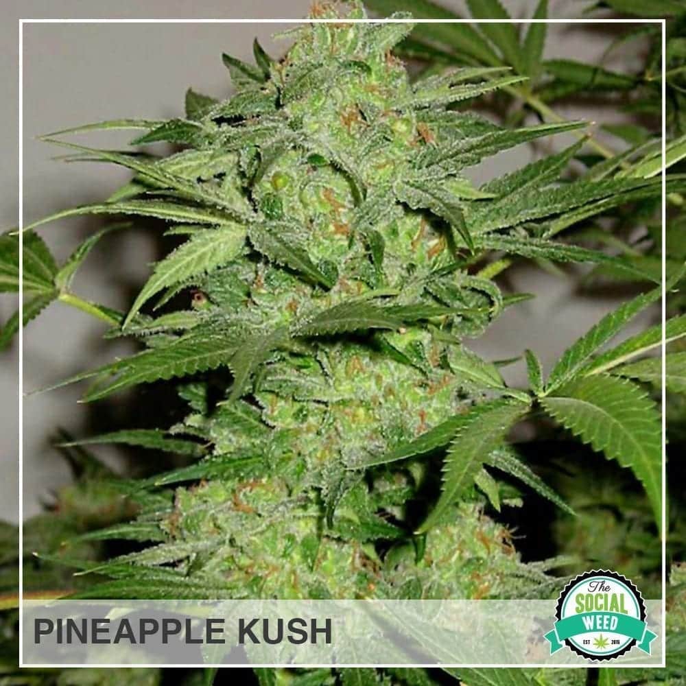 Pineapple Kush