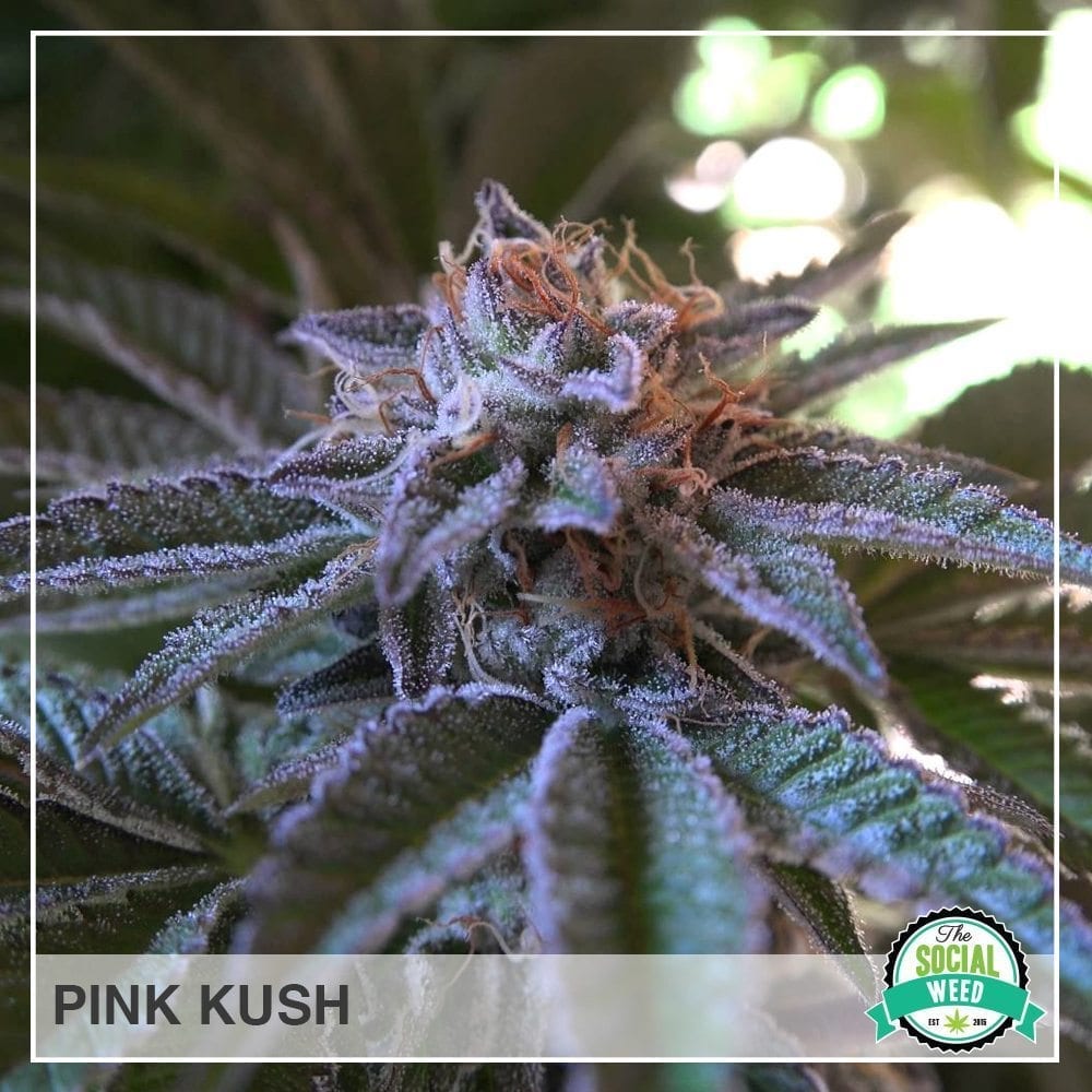 Pink Kush