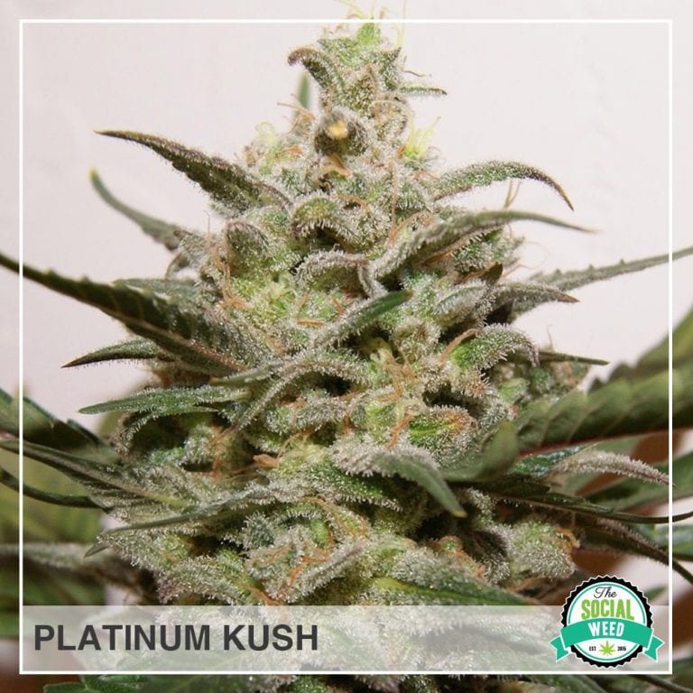 Platinum Kush The Social Weed