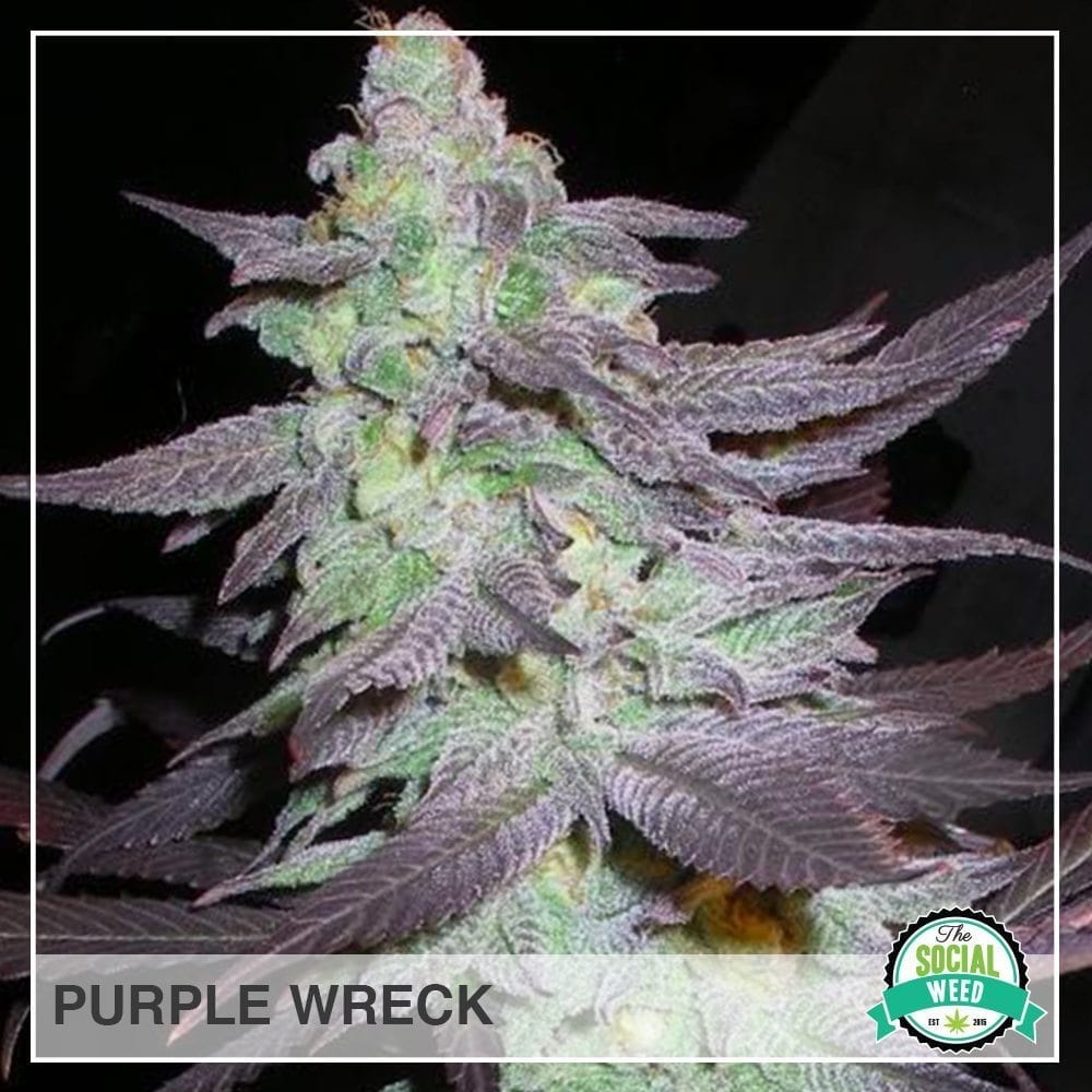 purple wreck