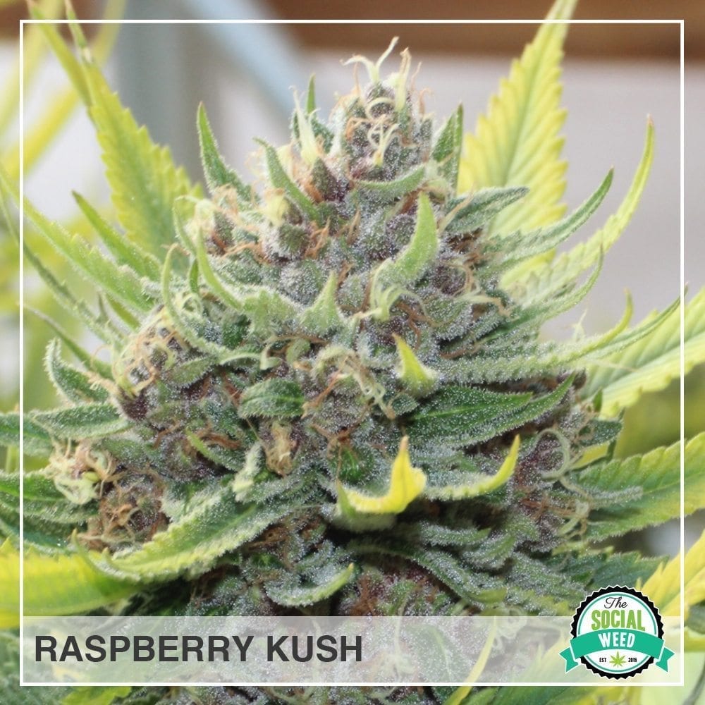 Raspberry Kush The Social Weed