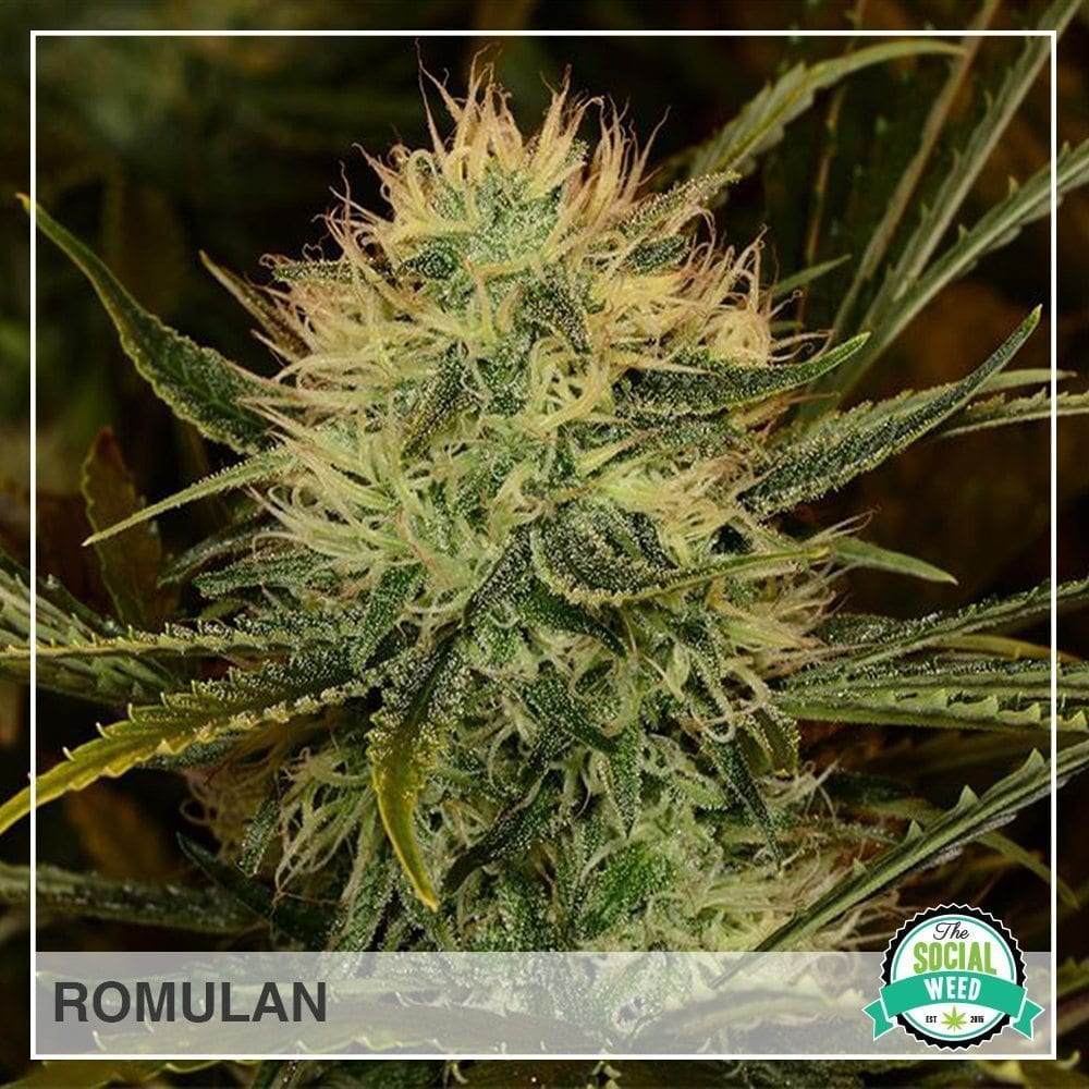 romulan