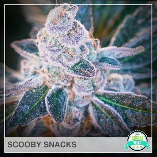 Scooby Snacks