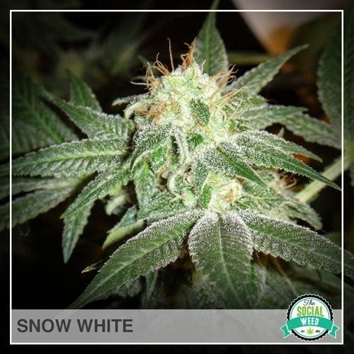 SnowWhite