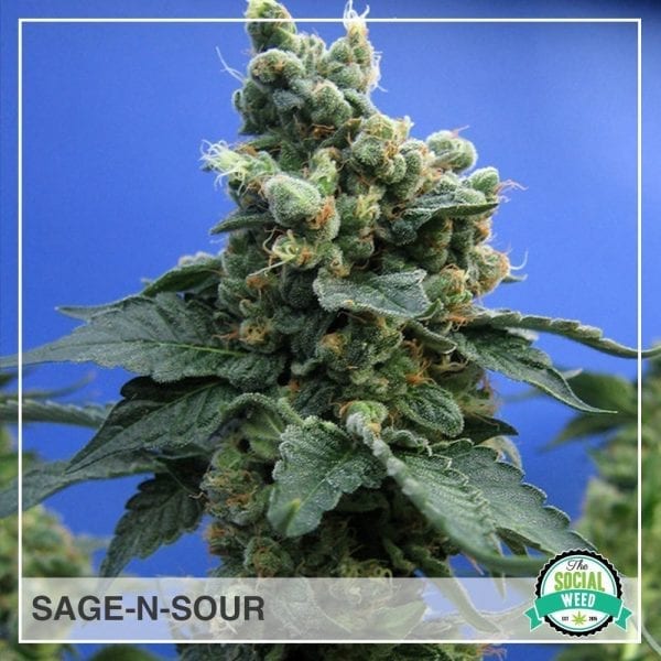 Sage-N-Sour