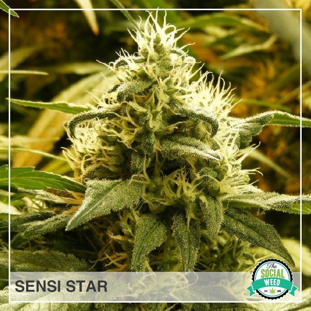 sensi star