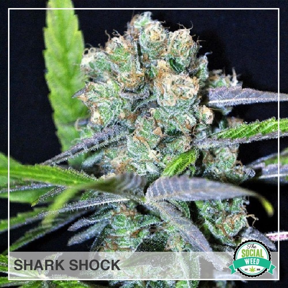shark shock
