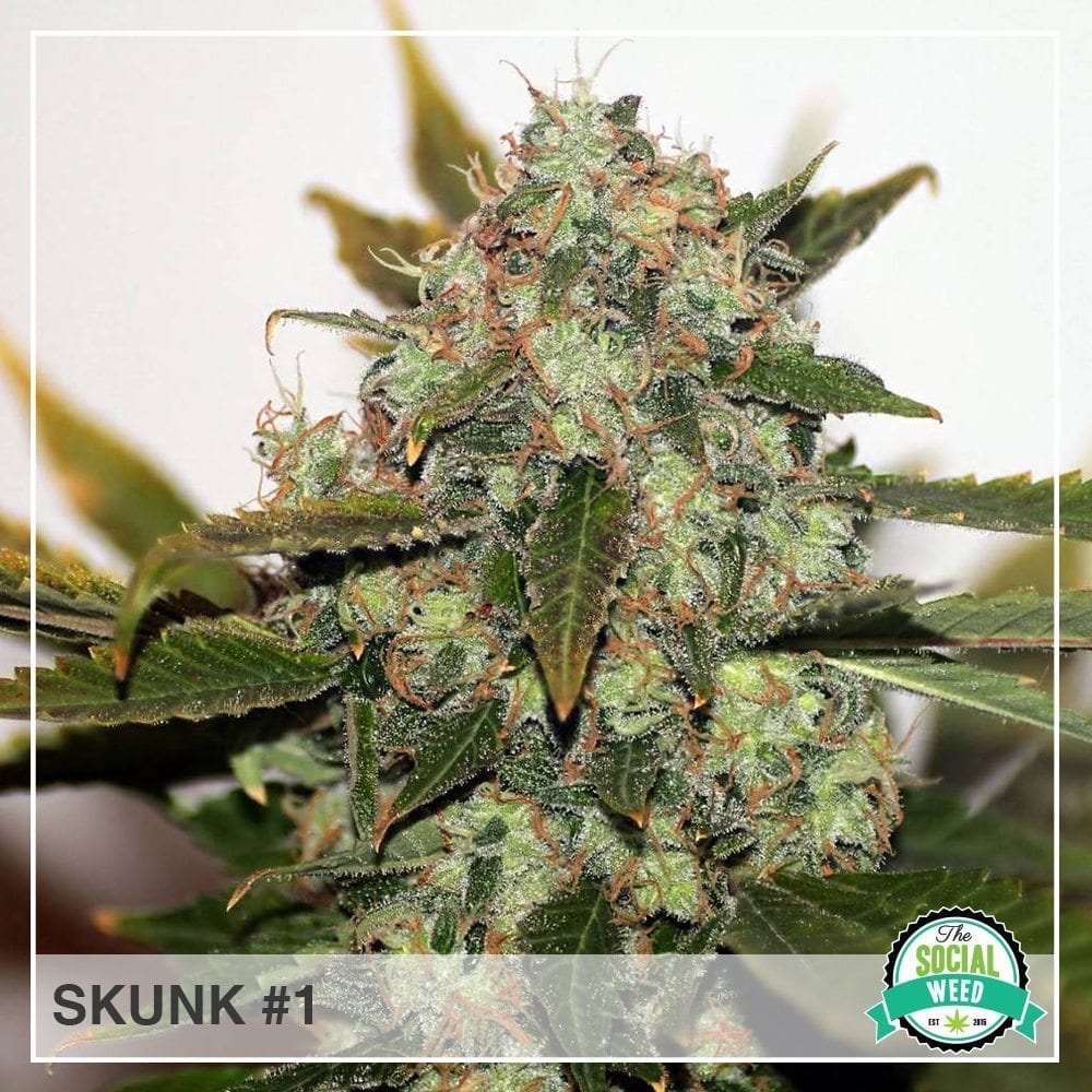Skunk No.1 - The Social Weed