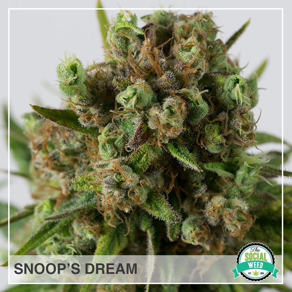 snoops dream