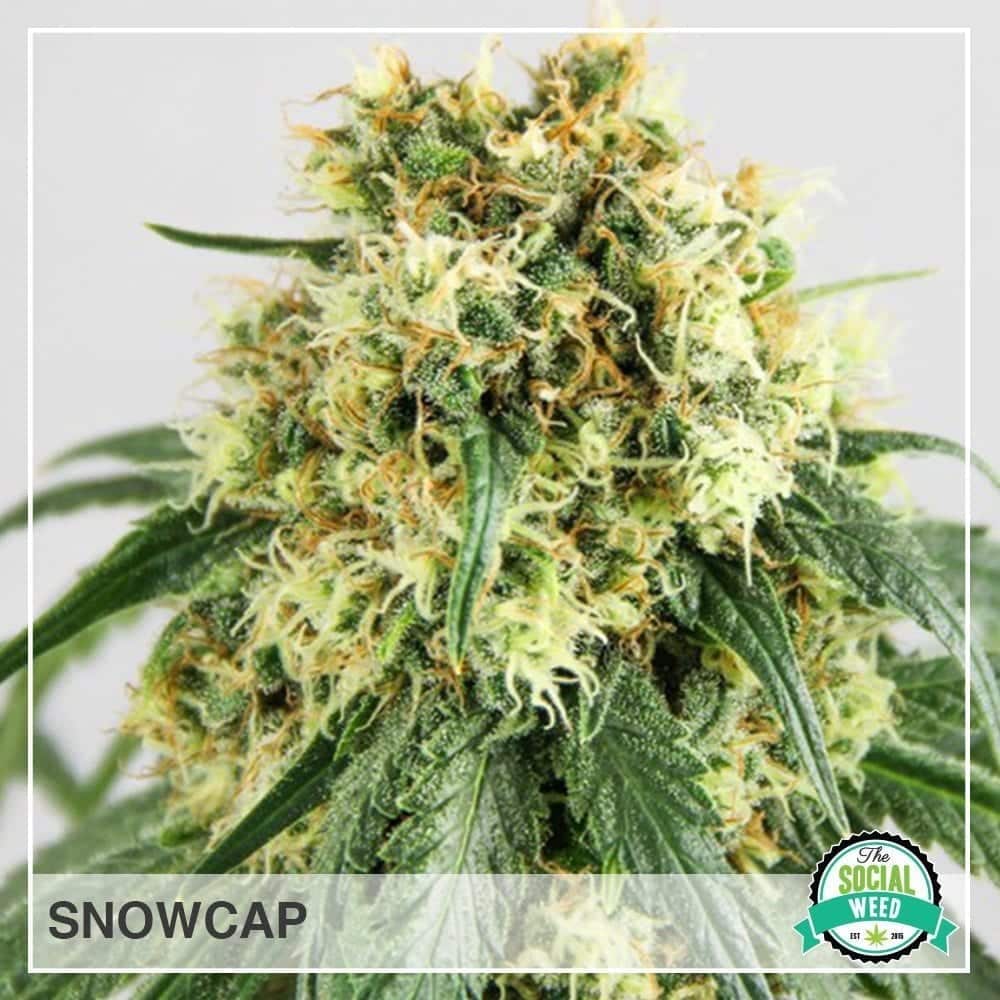 snowcap