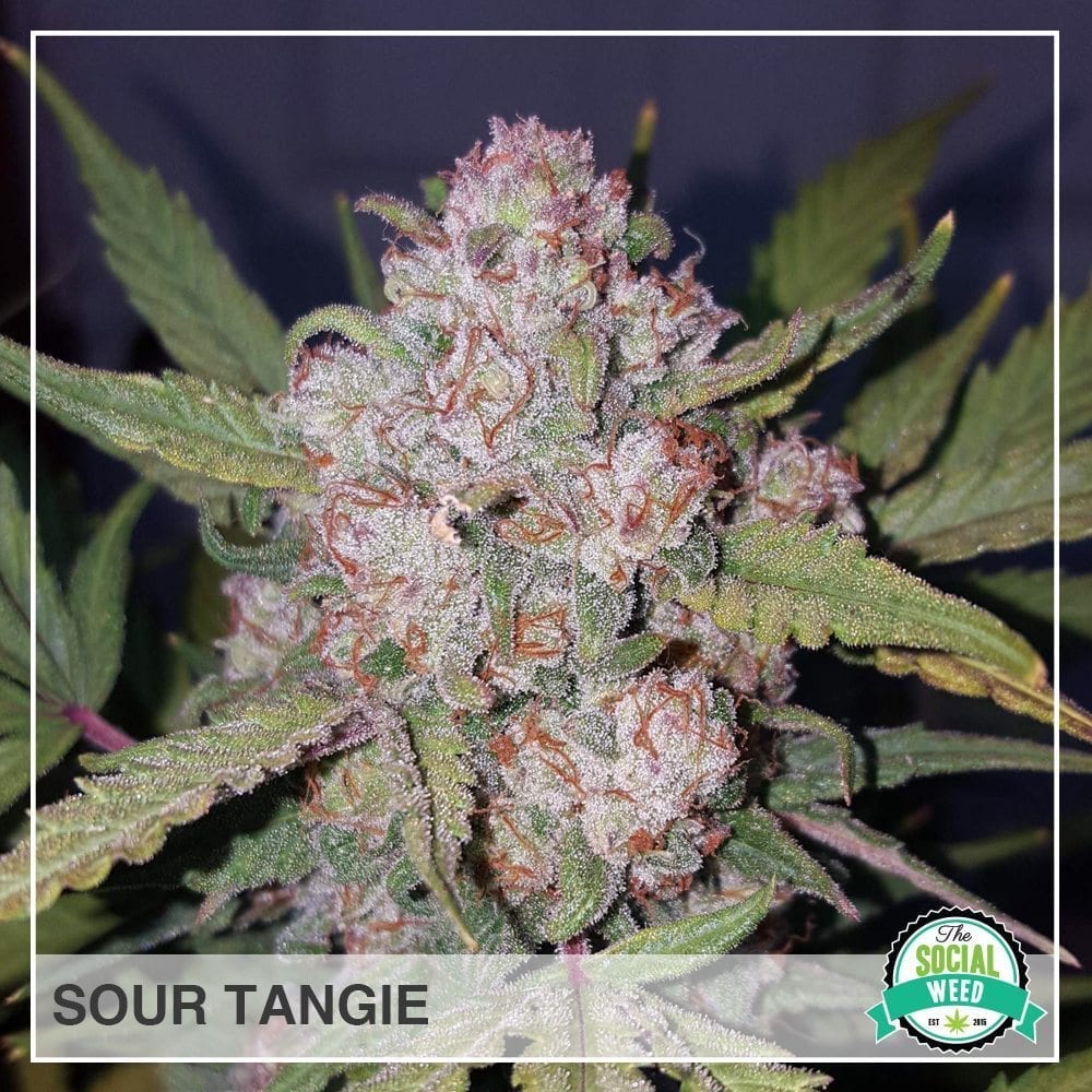 Sour Tangie