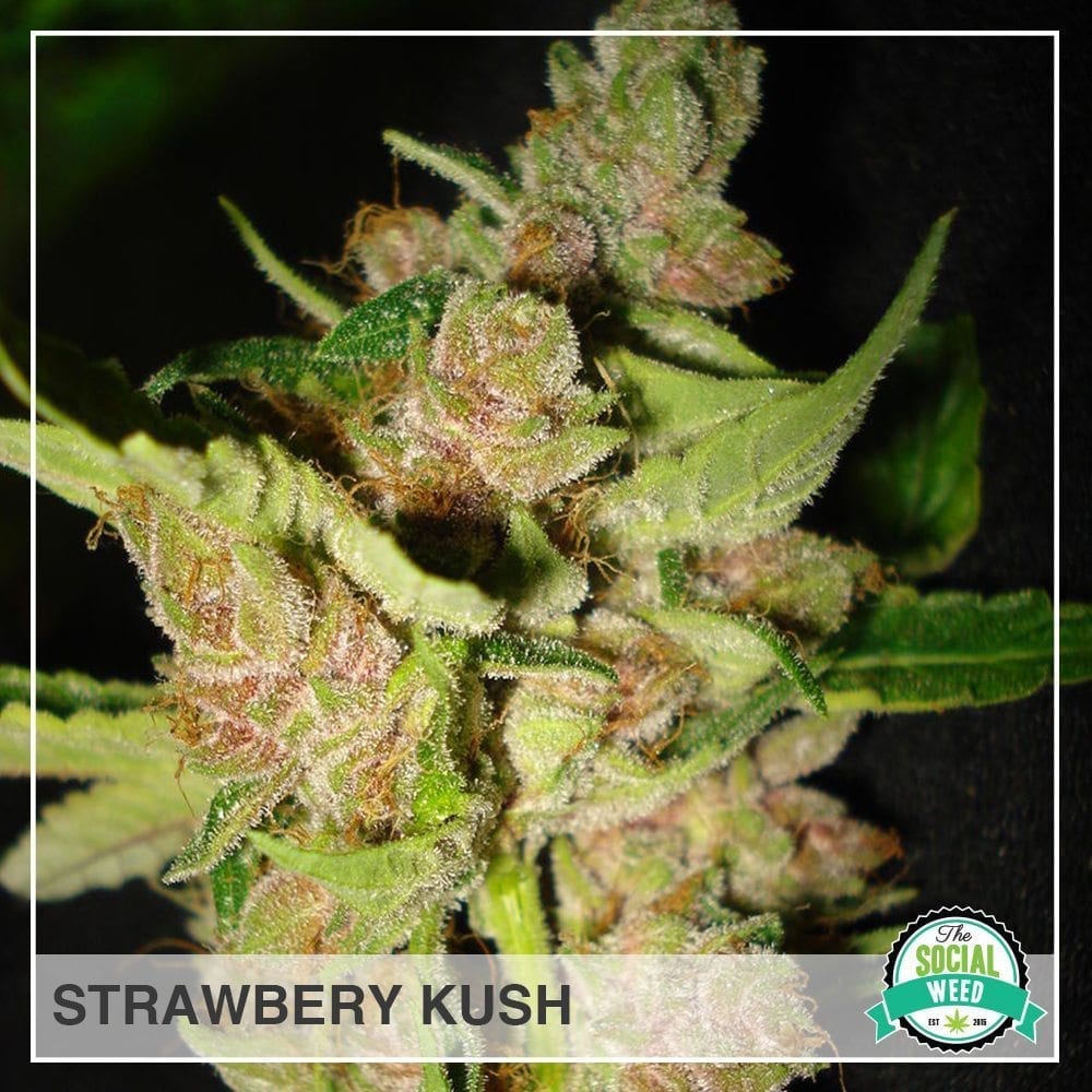 Strawberry Kush The Social Weed