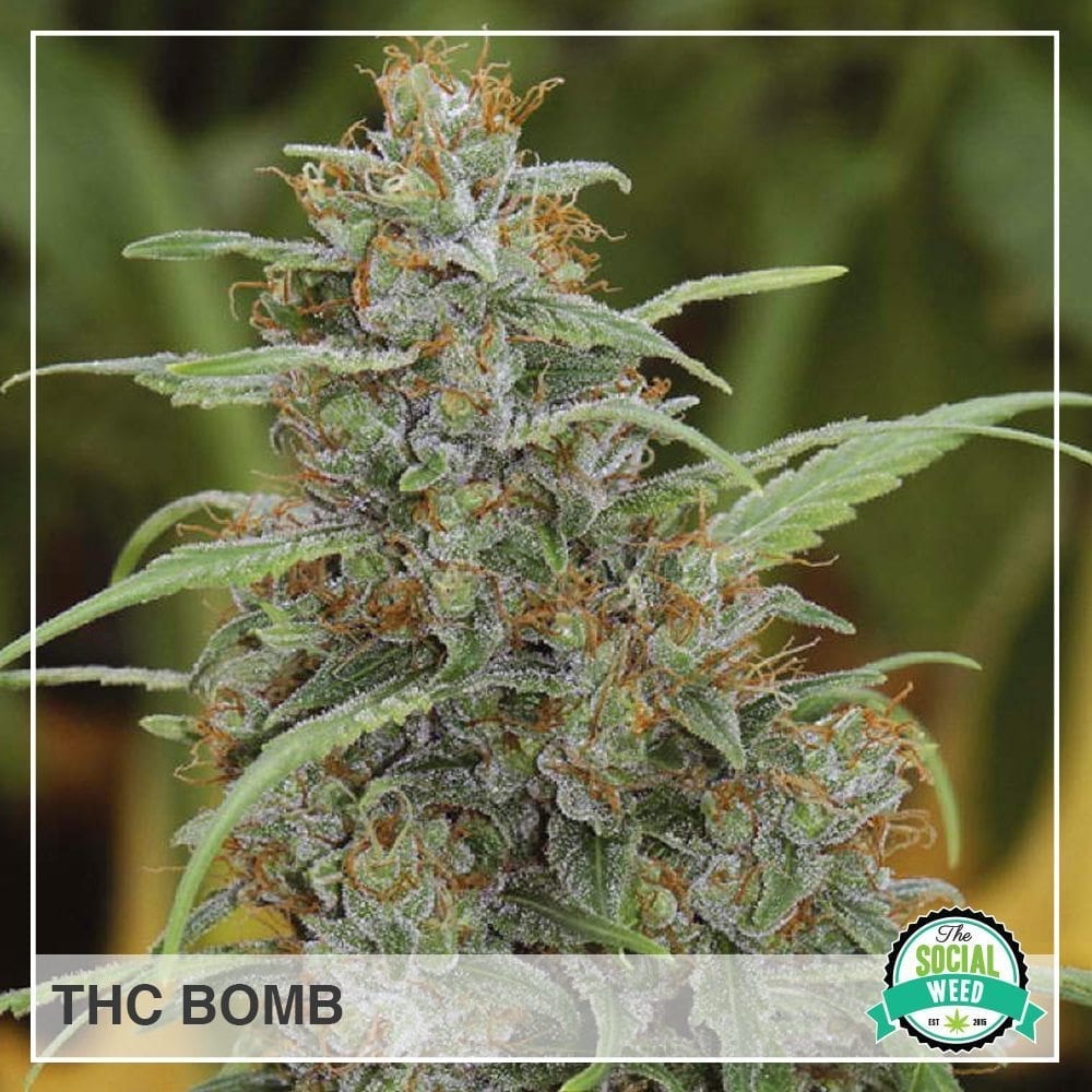 THC Bomb