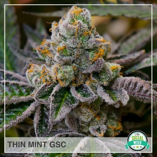 Thin Mint GSC The Social Weed