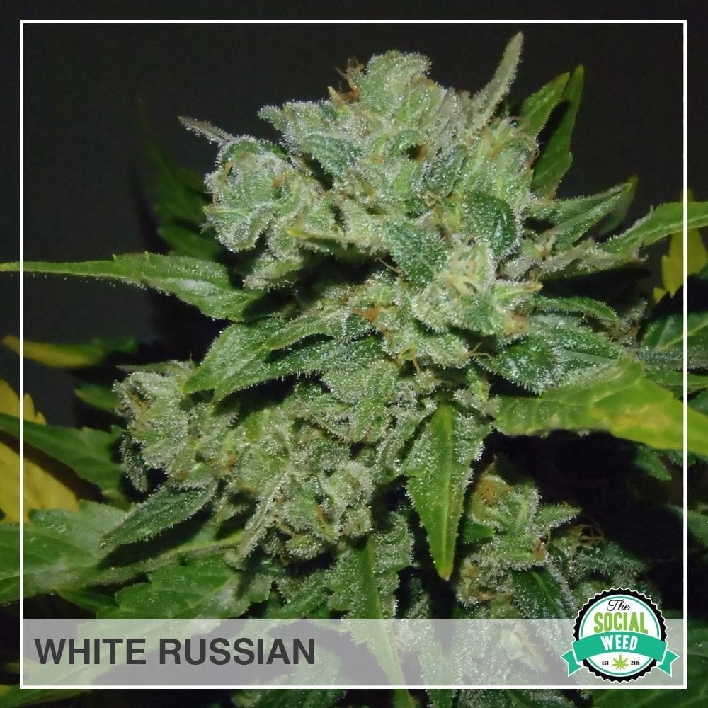 white russian