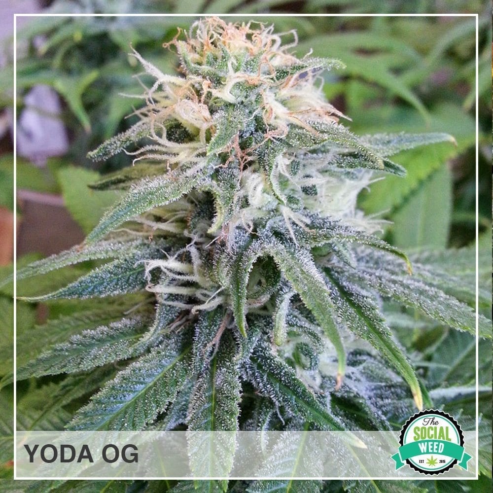 Yoda OG