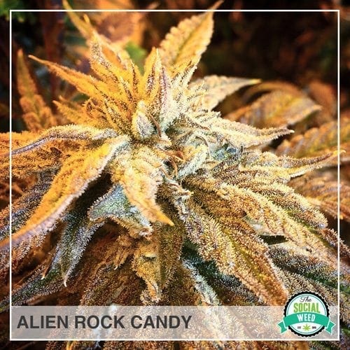 Alien Rock Candy