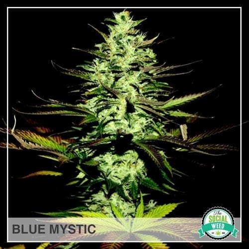Blue Mystic