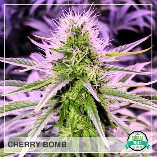 Cherry Bomb