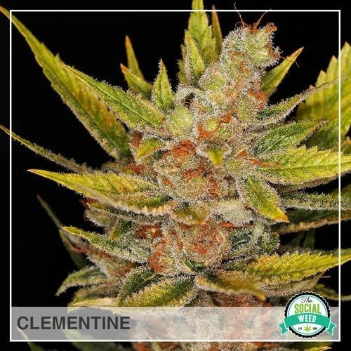 Clementine Hybrid The Social Weed