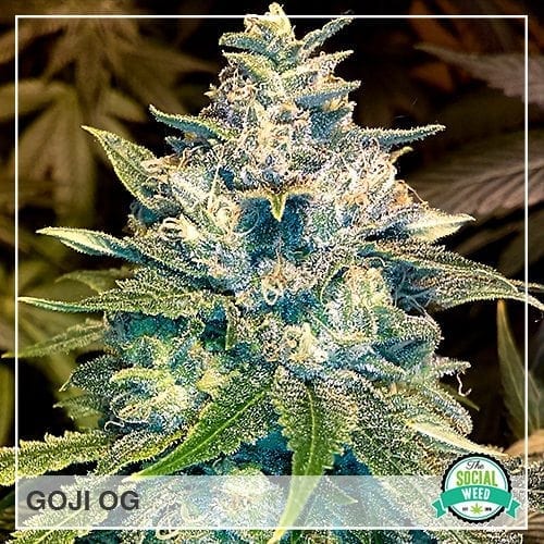 Goji OG