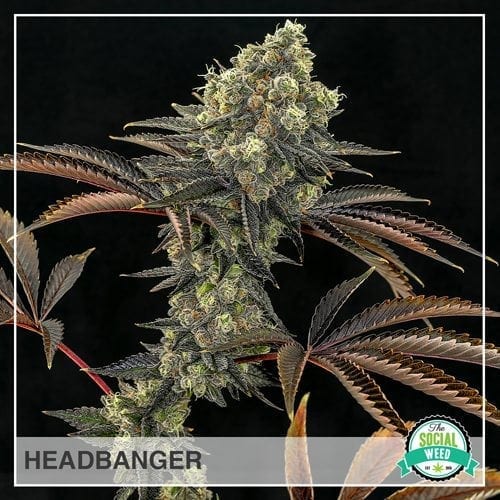 Headbanger - The Social Weed