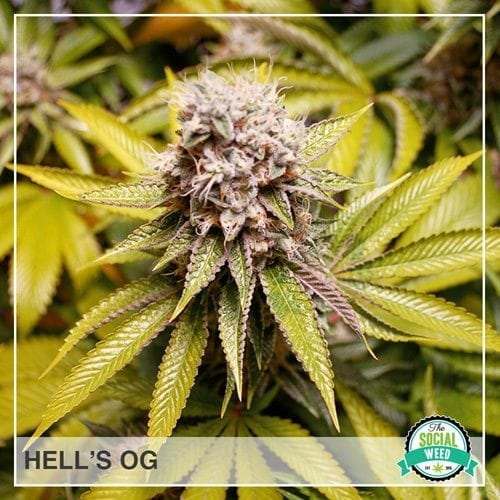 Hell's OG
