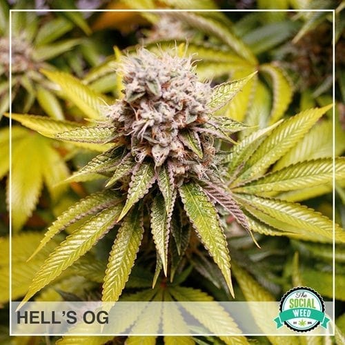 Hell's OG