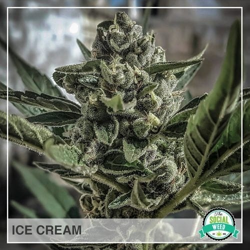 Ice Cream The Social Weed